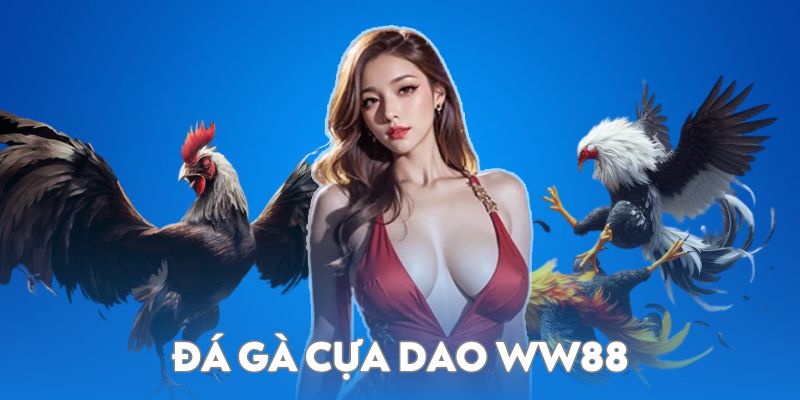 Đá gà cựa dao - Hình thức cá cược được nhiều người thích