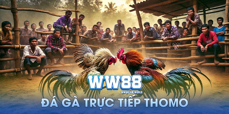 đá gà trực tiếp thomo