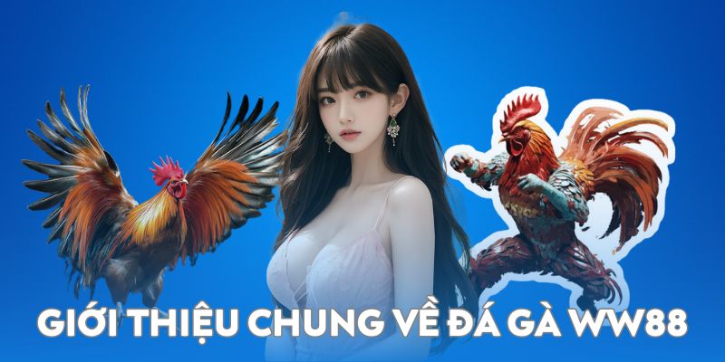 Giới thiệu chung tổng quan về sân chơi đá gà WW88