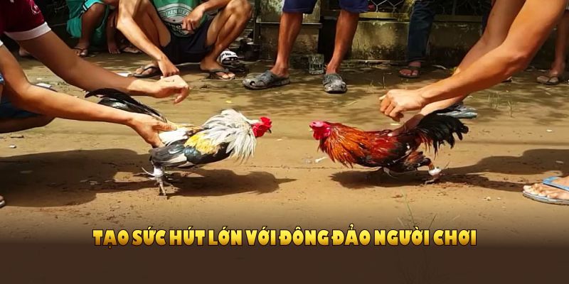 Đá gà trực tiếp thomo tạo sức hút lớn với đông đảo người chơi