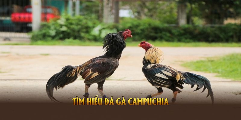 Tìm hiểu đá gà Campuchia Thomo và tận dụng lợi thế cược hiệu quả