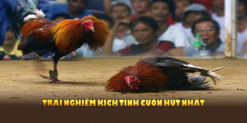 Trực tiếp đá gà C3 đem lại trải nghiệm kịch tính cuốn hút nhất